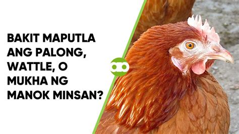 Translate palong ng manok in english in Tagalog .